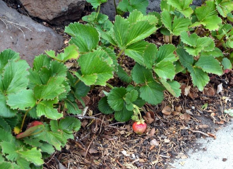 Strawberries Make A Low Growing Border For Narrow Spaces Strawberries Make A Low Growing Border For Narrow Spaces