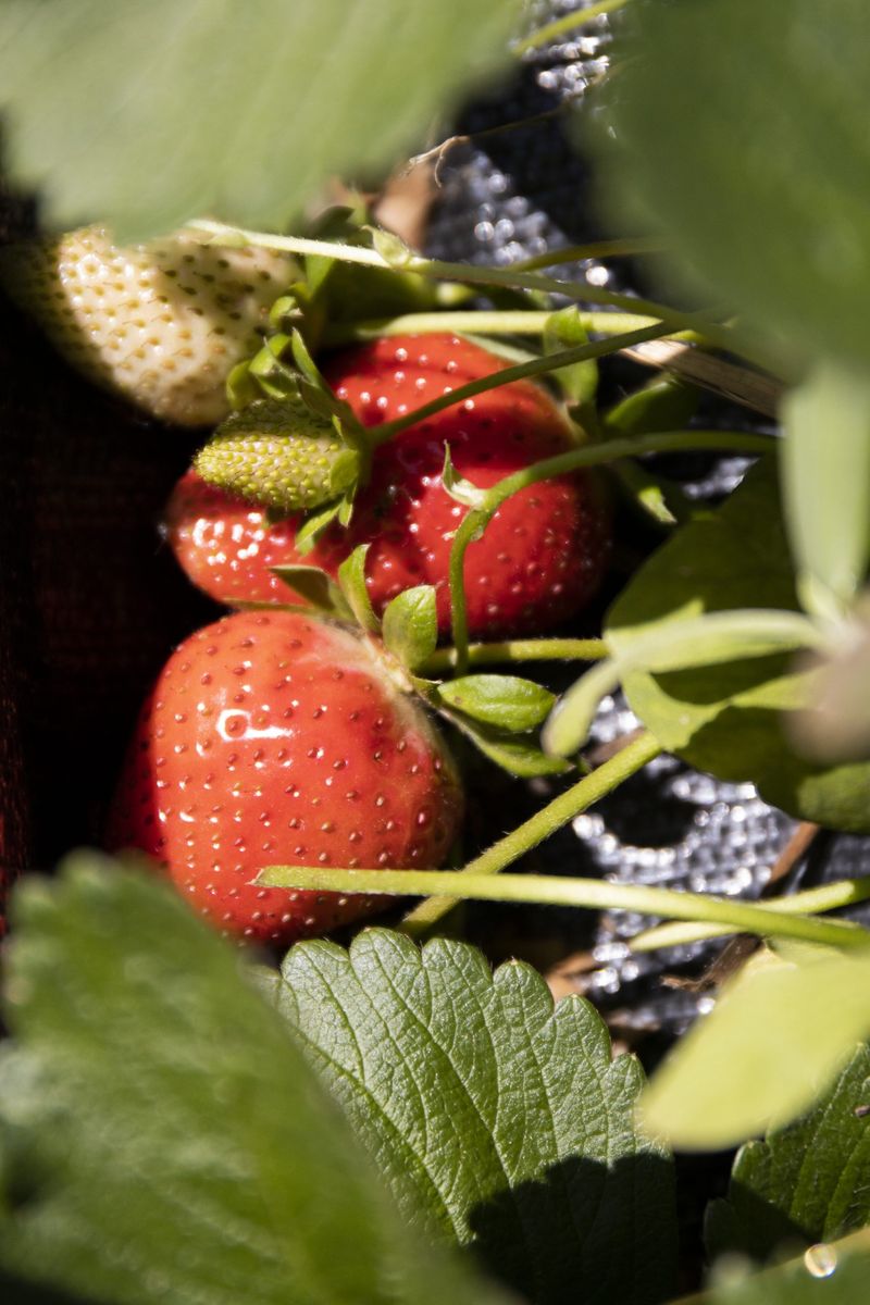 Strawberries Make Winters Taste Like Candy Strawberries Make Winters Taste Like Candy