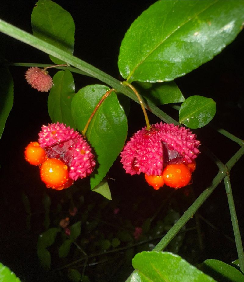 Strawberry Bush Is A Burning Bush Relative Native To Local Woods