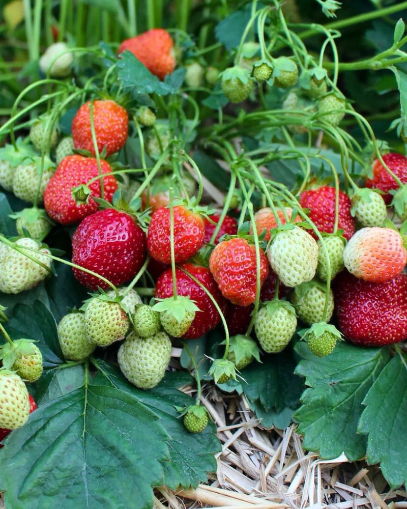 Strawberry Plants Arrive Just In Time For Fall Planting