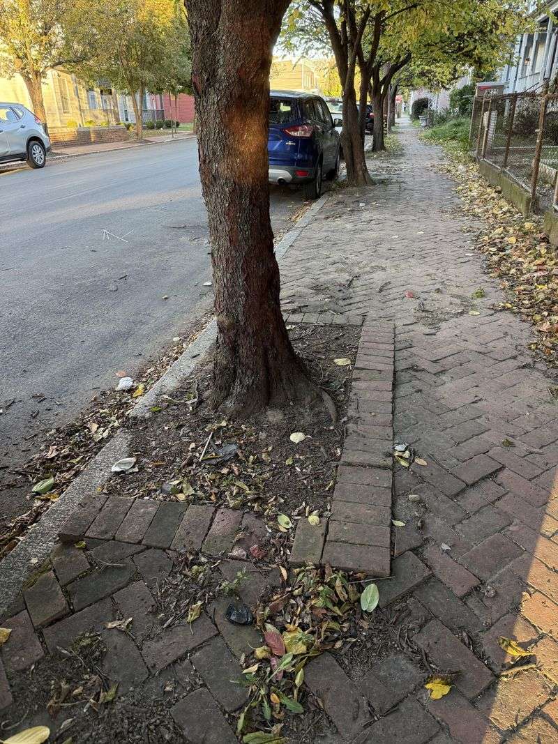 Street Trees Often Belong To The City