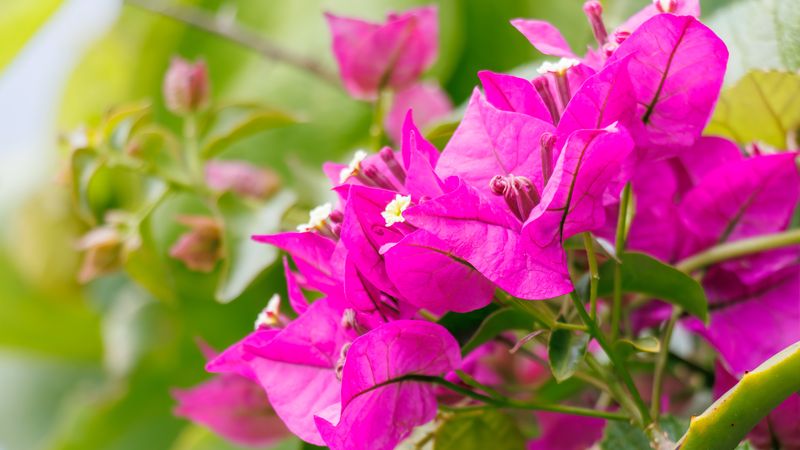 Stress Encourages More Not Fewer Blooms