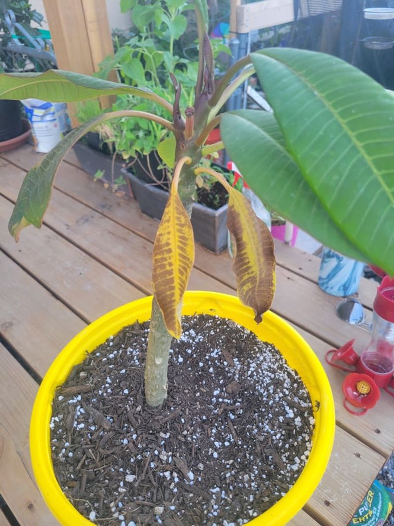 Stress From A Recent Move Adds Up