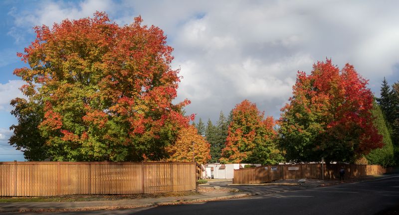 Stressed Trees And Shrubs Showing Early Color