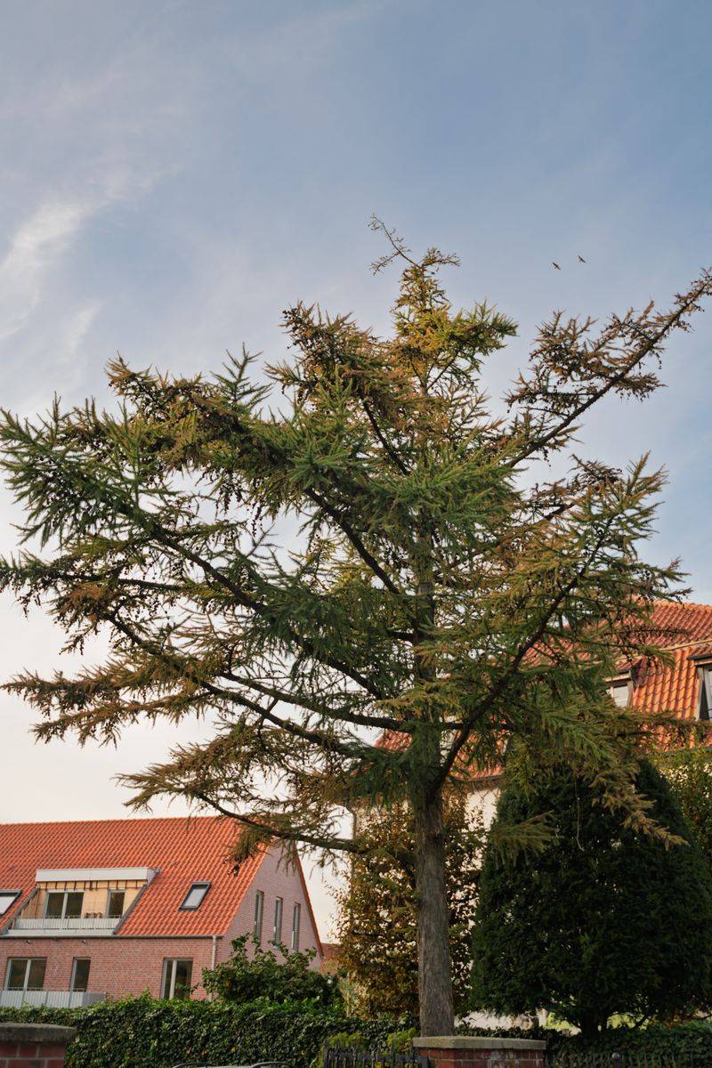Stressed Trees Attract Uninvited Guests Stressed Trees Attract Uninvited Guests