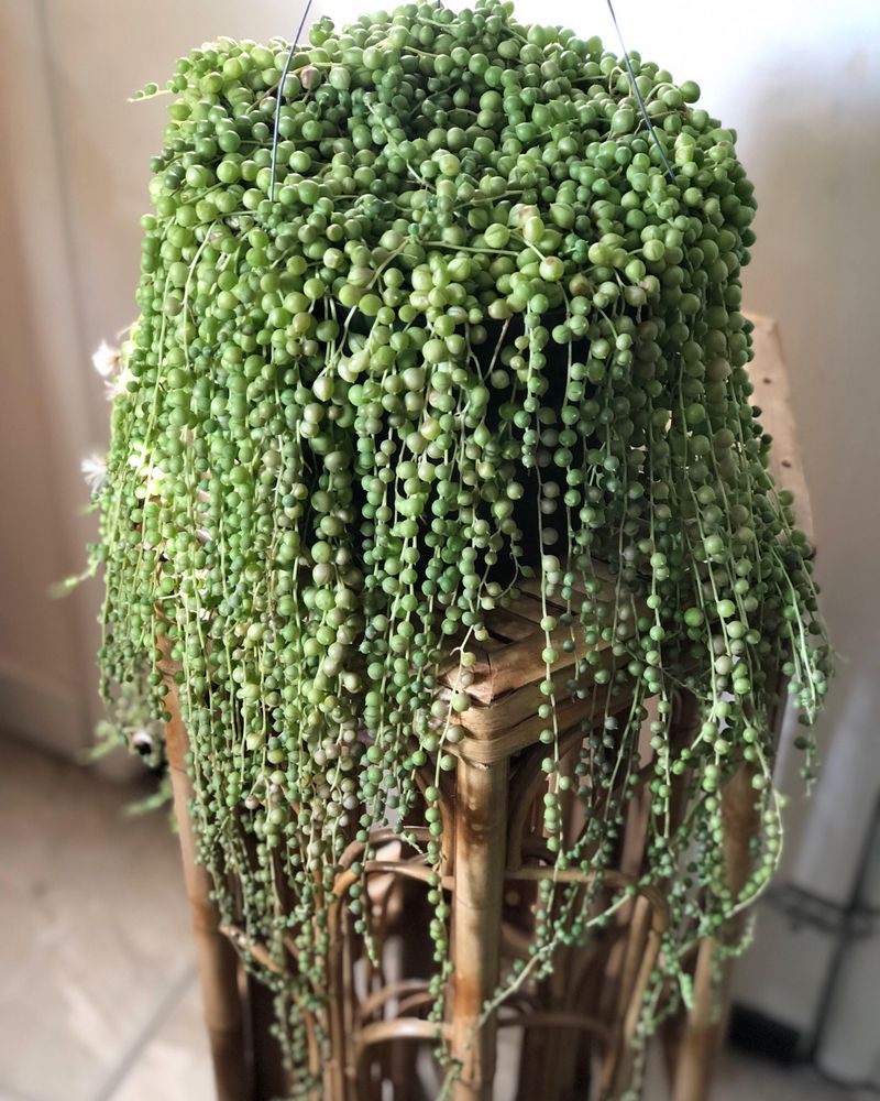 String Of Pearls Stores Water In Tiny Beads