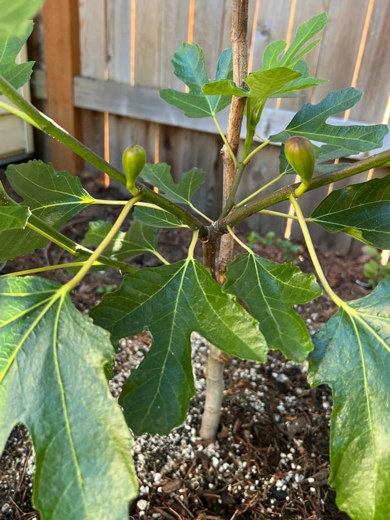 Strip The Tiny Late Figs That Will Not Make It Strip The Tiny Late Figs That Will Not Make It
