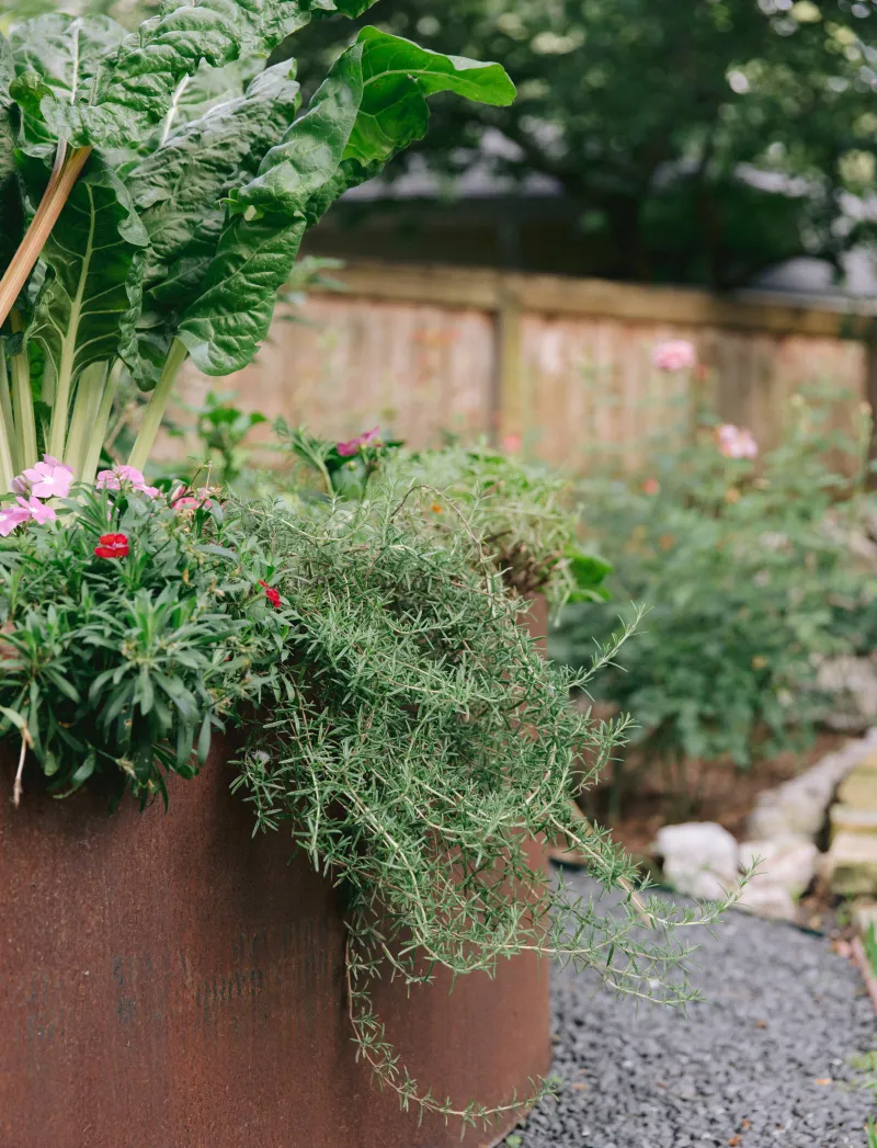 Strong Herbal Scents May Help At The Garden Edge