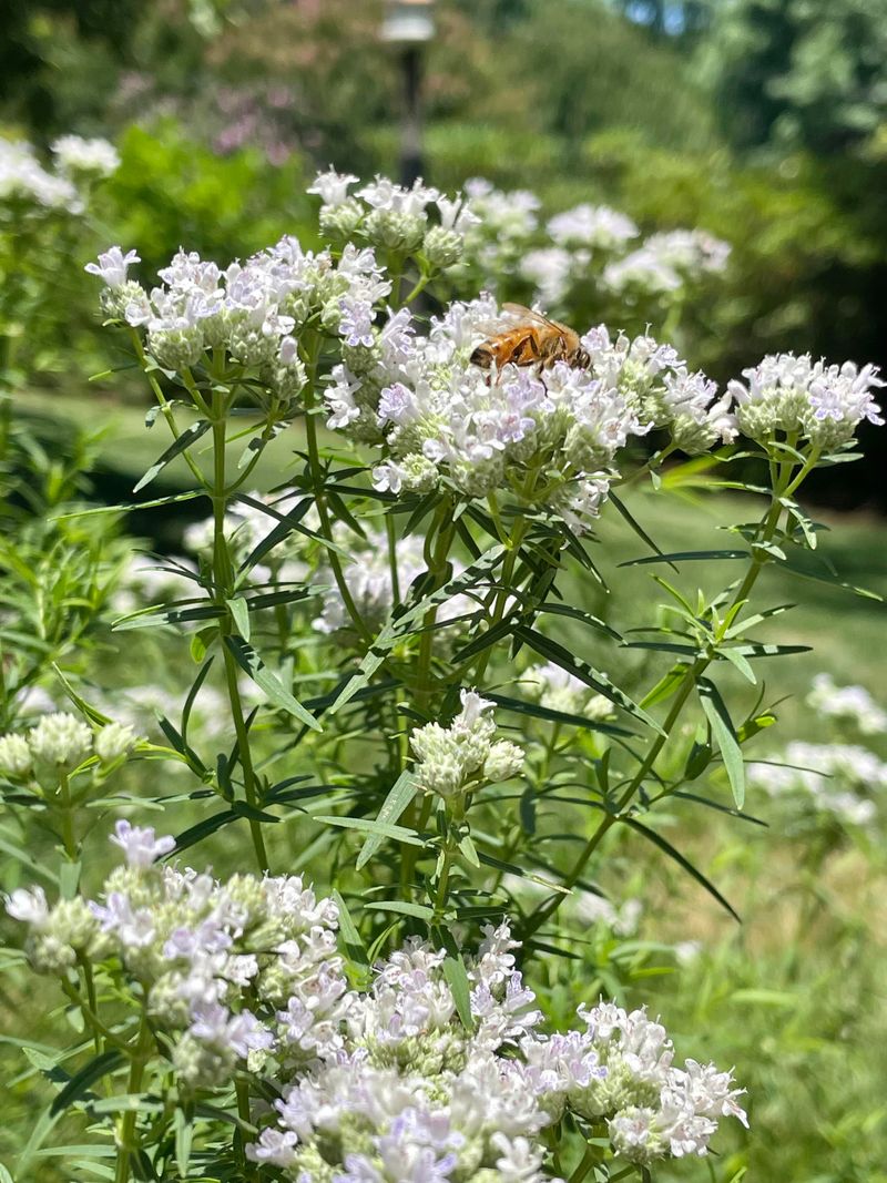 Strong Scent Compounds May Offer Some Deterrence