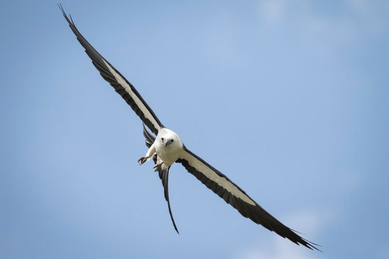 Strong Winds Can Shape When The Birds Finally Leave Strong Winds Can Shape When The Birds Finally Leave