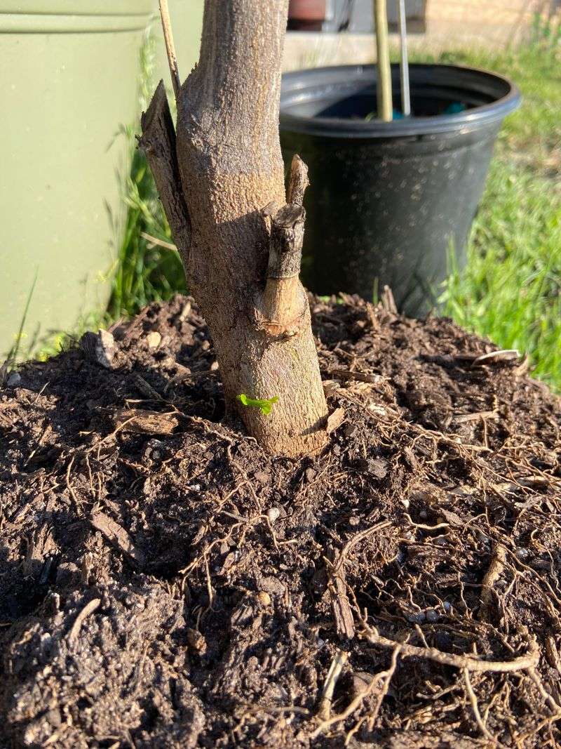 Stronger Root Systems Fed The Fruit Sooner