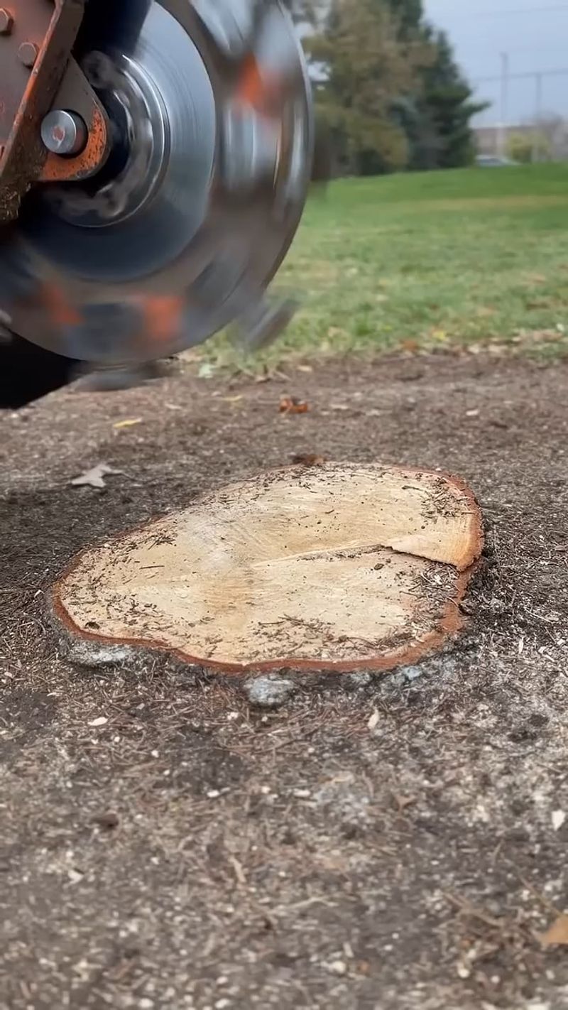 Stump Grinding And Smarter Soil Choices Stump Grinding And Smarter Soil Choices