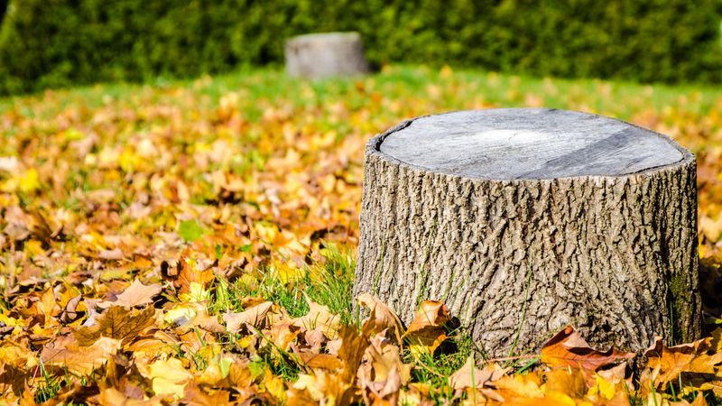 Stumps Near Foundations And Structures Deserve A Closer Look Stumps Near Foundations And Structures Deserve A Closer Look