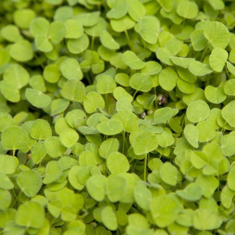 Subterranean Clover Works Well In California Winters Subterranean Clover Works Well In California Winters