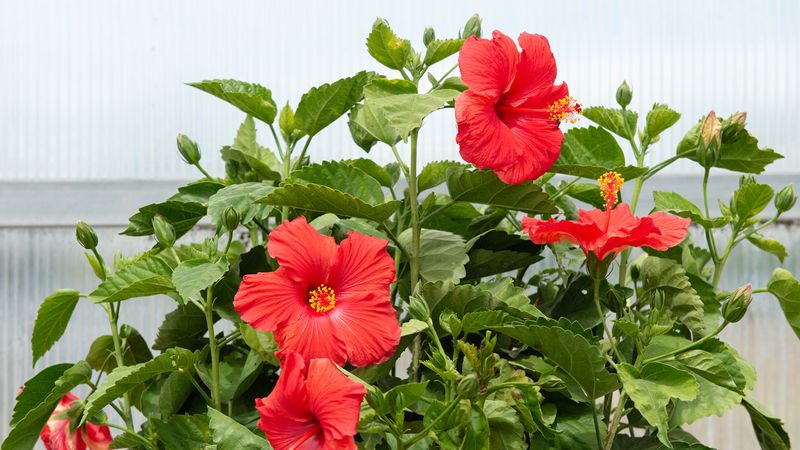 Successive buds create the long display Successive buds create the long display