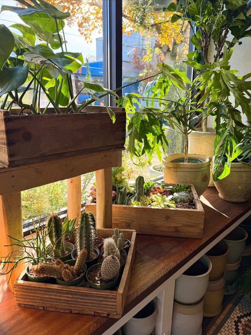 Succulents And Cacti Need The Biggest Cutback Succulents And Cacti Need The Biggest Cutback