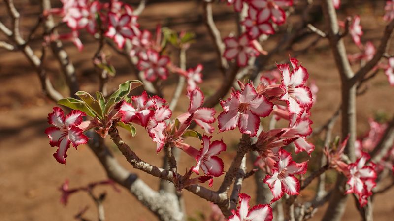Sudden Changes Can Make Your Desert Rose Drop Its Flowers Sudden Changes Can Make Your Desert Rose Drop Its Flowers