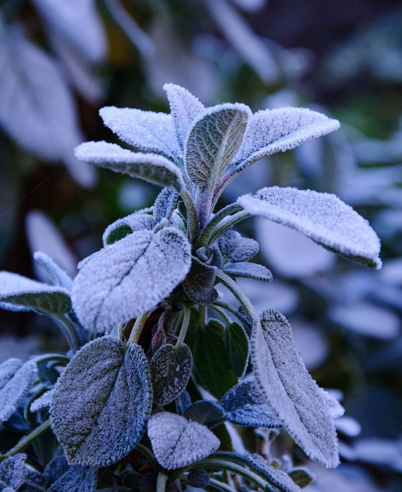 Sudden Cold Snaps Catch Tender Plants Off Guard Sudden Cold Snaps Catch Tender Plants Off Guard
