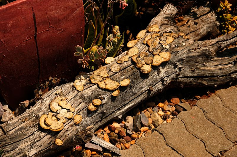 Sudden Fungal Booms Signal Time To Refresh Your Beds