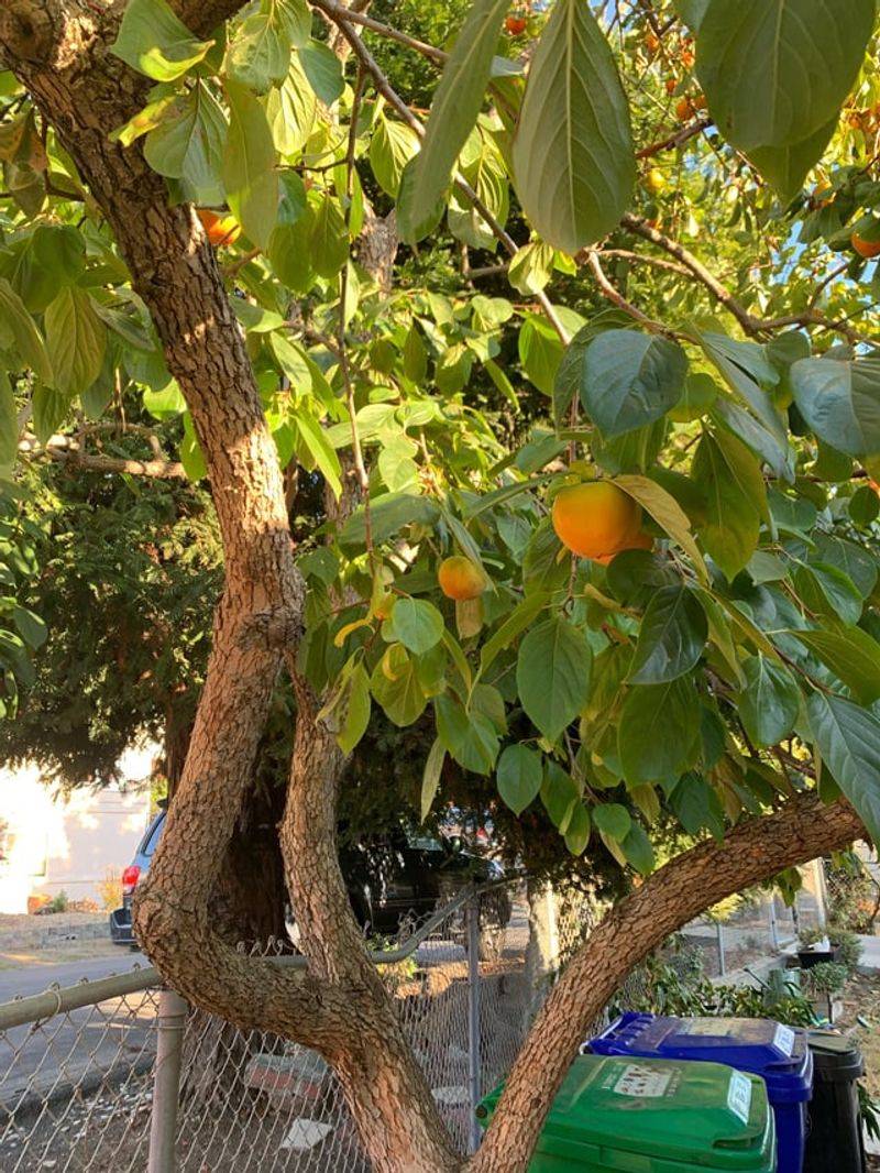 Sudden Irrigation Changes Put Trees Under Pressure Sudden Irrigation Changes Put Trees Under Pressure