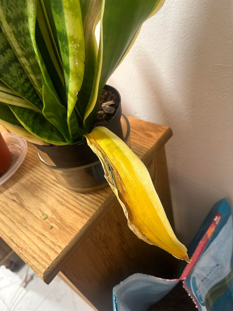 Sudden Temperature Swings And Dry Indoor Air