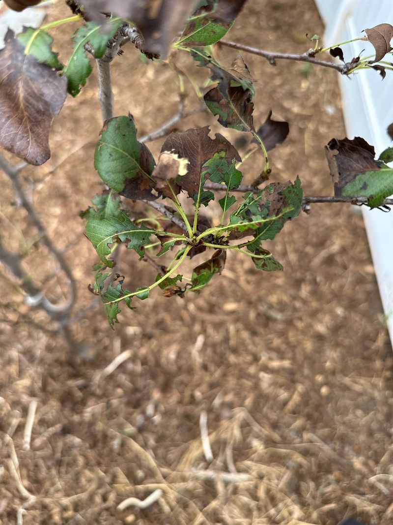 Sudden Total Leaf Loss Deserves A Closer Look