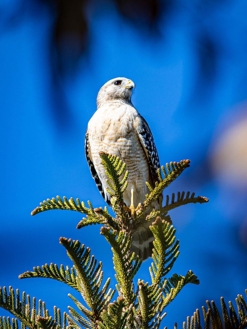 Suddenly Quiet Songbirds Can Be The First Sign A Hawk Is Nearby Suddenly Quiet Songbirds Can Be The First Sign A Hawk Is Nearby