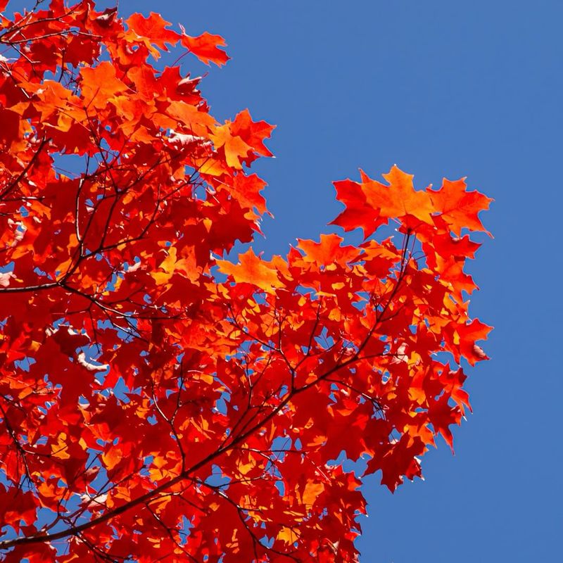 Sugar Maple Creates Classic Autumn Gold