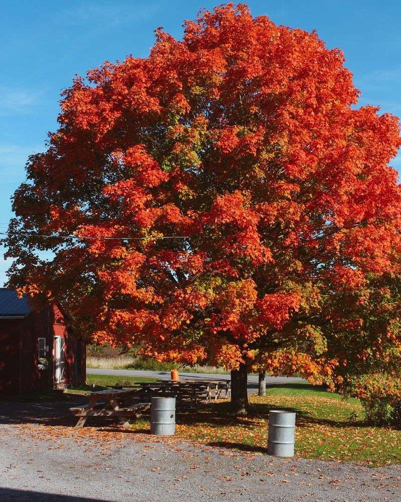 Sugar Maple Delivers Classic Gold Orange And Red Sugar Maple Delivers Classic Gold Orange And Red
