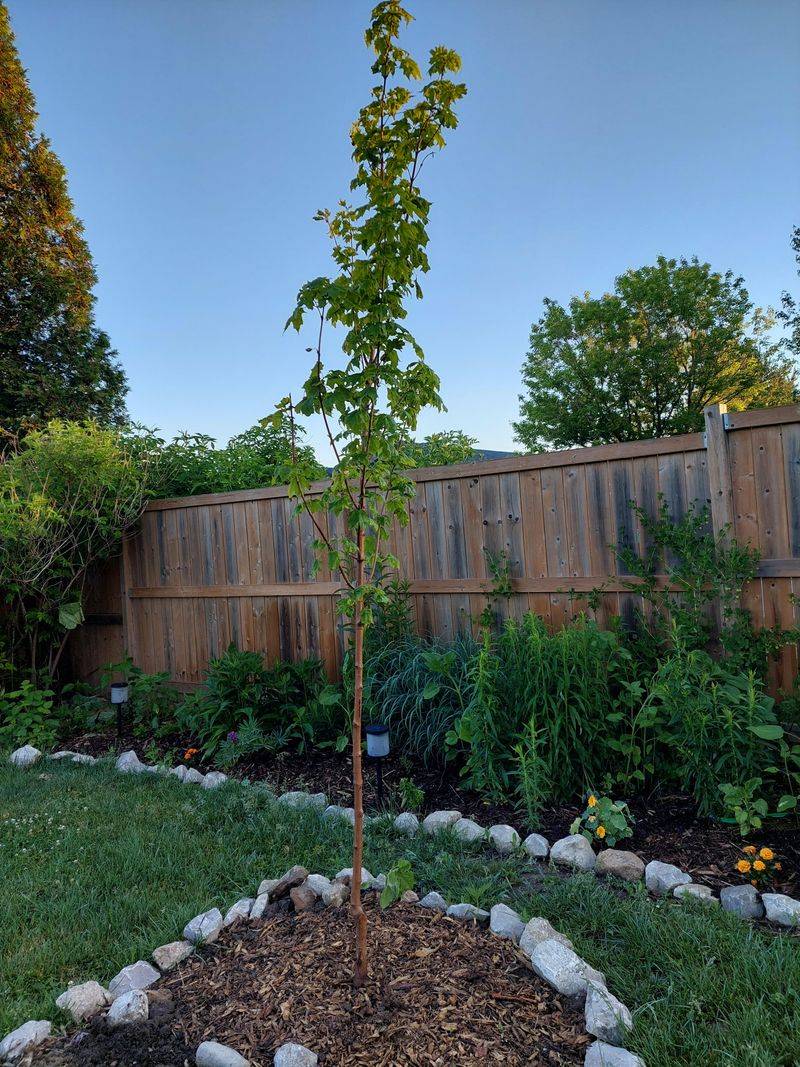 Sugar Maple Rewards Patient Planters