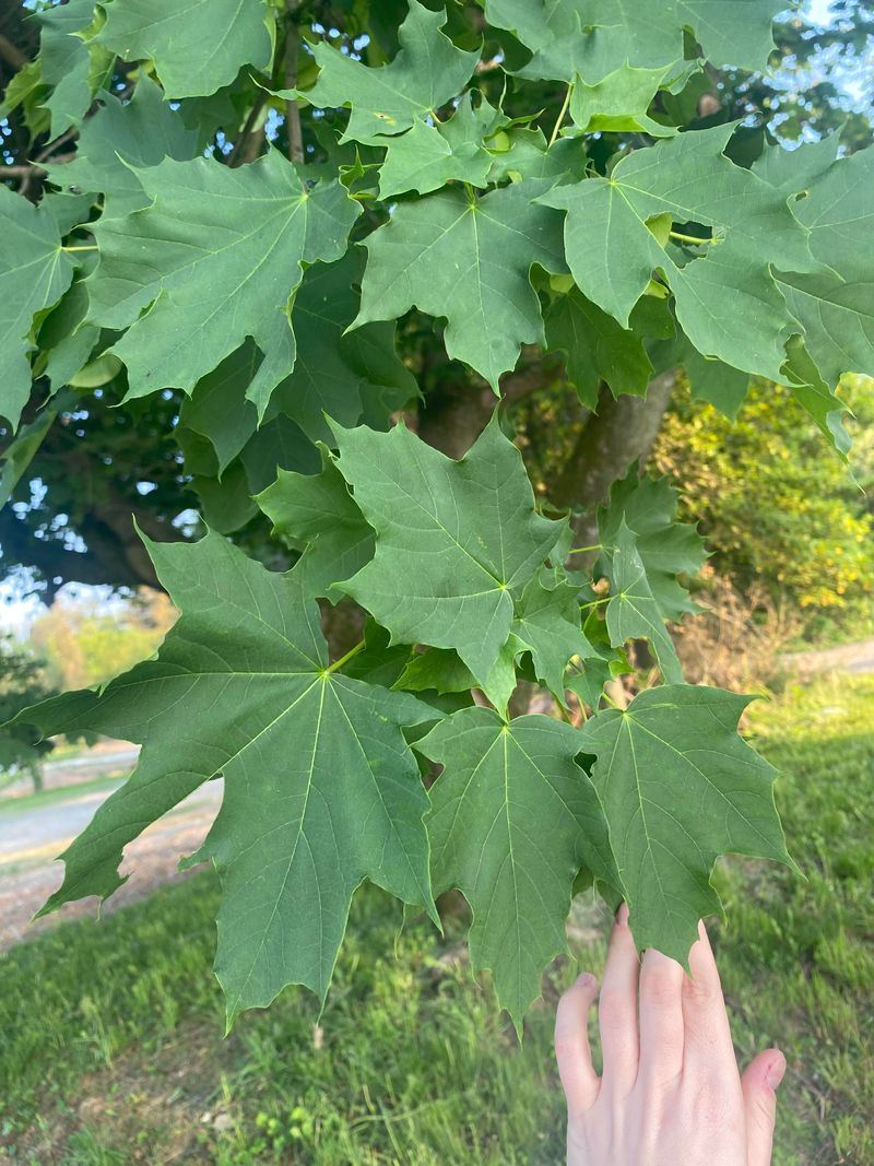 Sugar Maple Skips September Fertilizer
