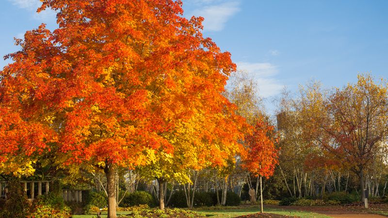 Sugar Maple