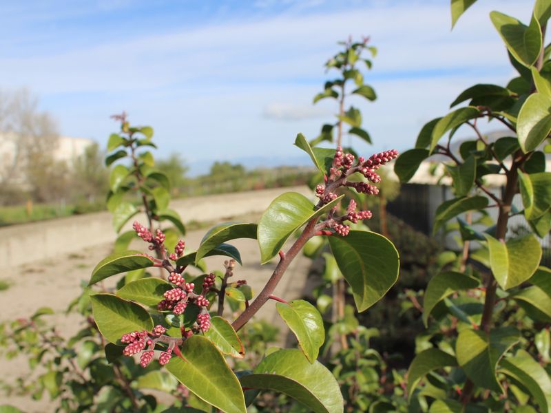 Sugar Sumac