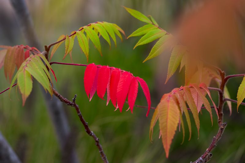 Sumac Simply Colors Up Before Its Neighbors