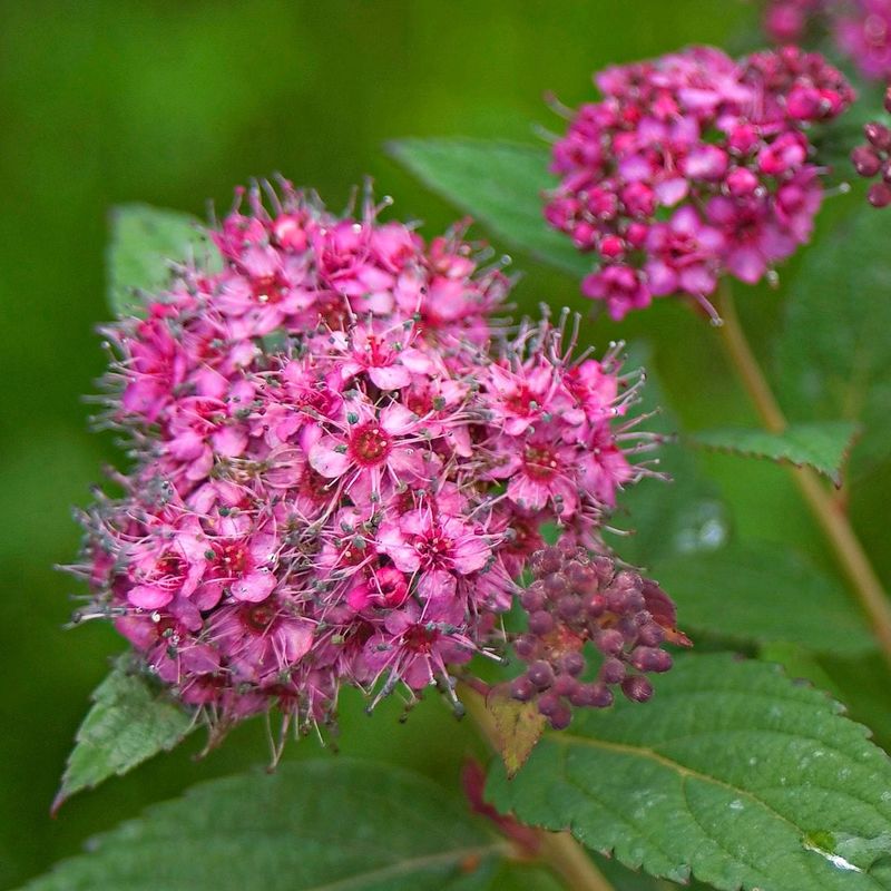 Summer-Blooming Spirea Summer-Blooming Spirea