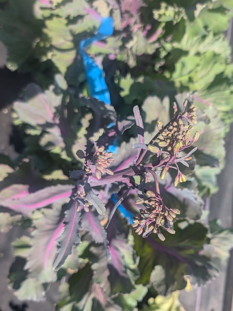 Summer Brassica Leftovers Keep Populations Going