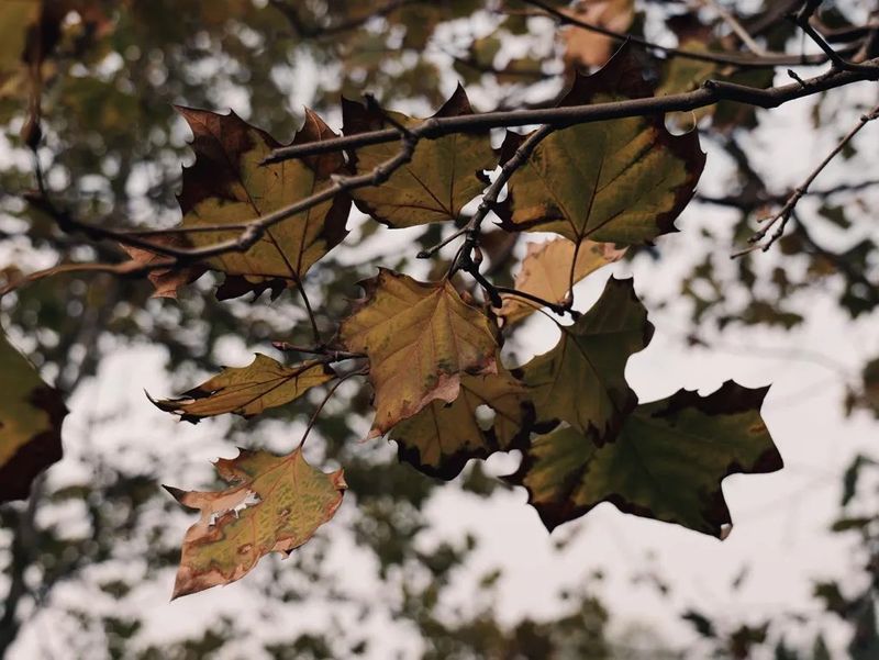 Summer Drought Behind The Early Brown Leaves Summer Drought Behind The Early Brown Leaves