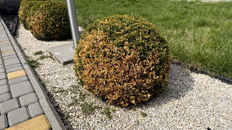 Summer Drought Can Catch Up With Boxwoods In Fall