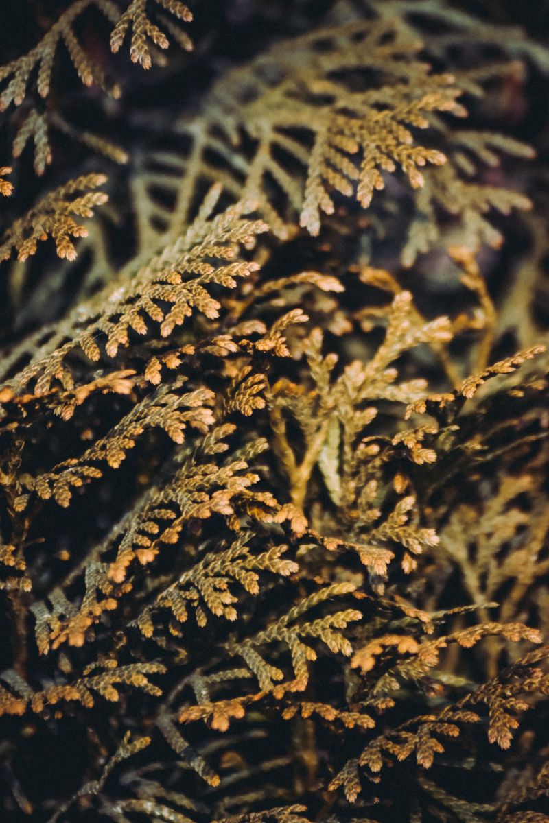 Summer Drought Scorches The Foliage