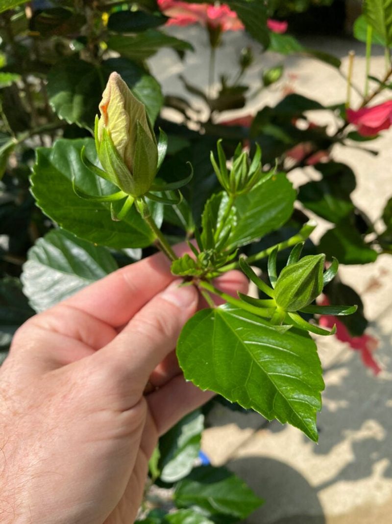 Summer Heat And Pests Take A Toll
