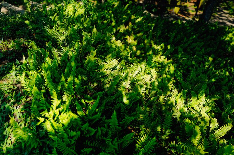 Summer Heat Thinned Out Your Ground Cover