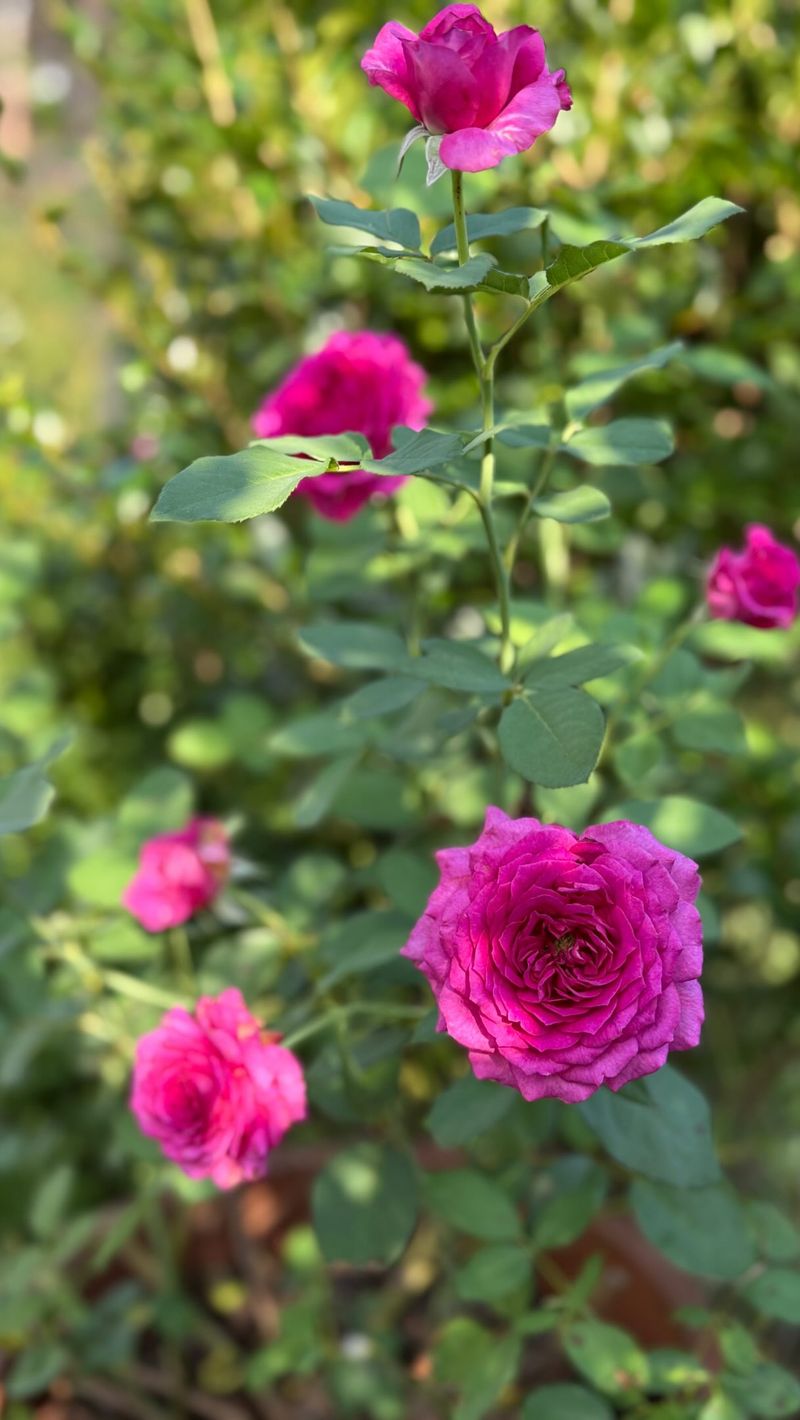 Summer Heat's Pause On Rose Bud Development