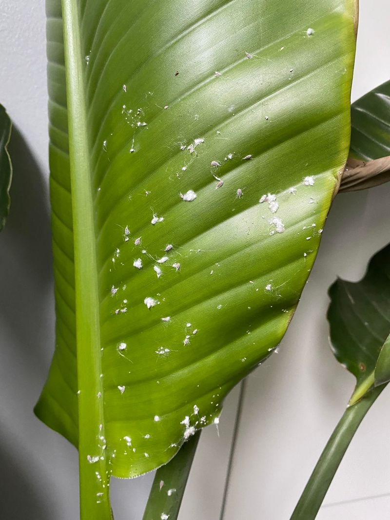 Summer Pests Often Hitch A Ride Indoors