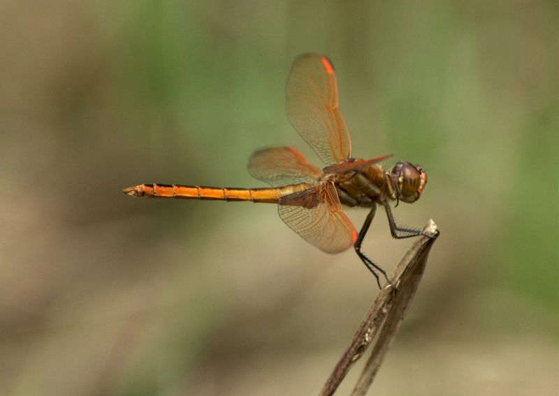 Summer Populations Naturally Decline In Fall Summer Populations Naturally Decline In Fall