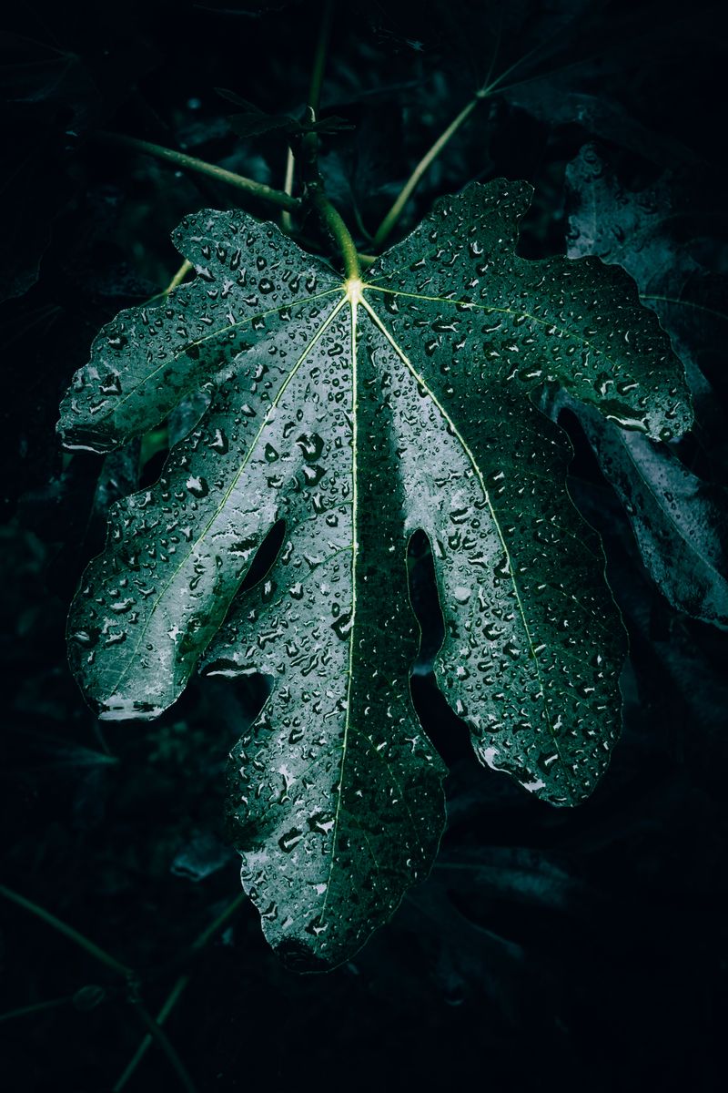 Summer Rain Showed Up Right On Time