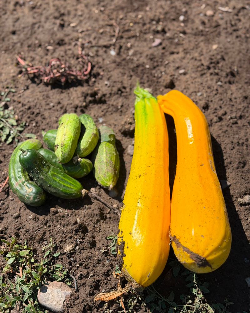 Summer Squash