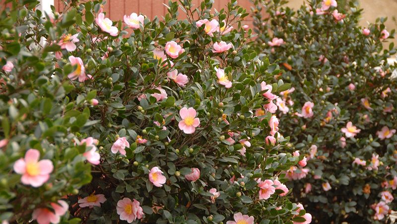 Summer stress can surface as winter bud drop Summer stress can surface as winter bud drop