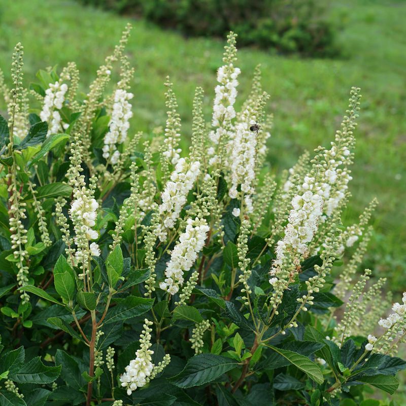Summersweet Fits Damp Spots And Brings Fragrant Summer Flowers Summersweet Fits Damp Spots And Brings Fragrant Summer Flowers