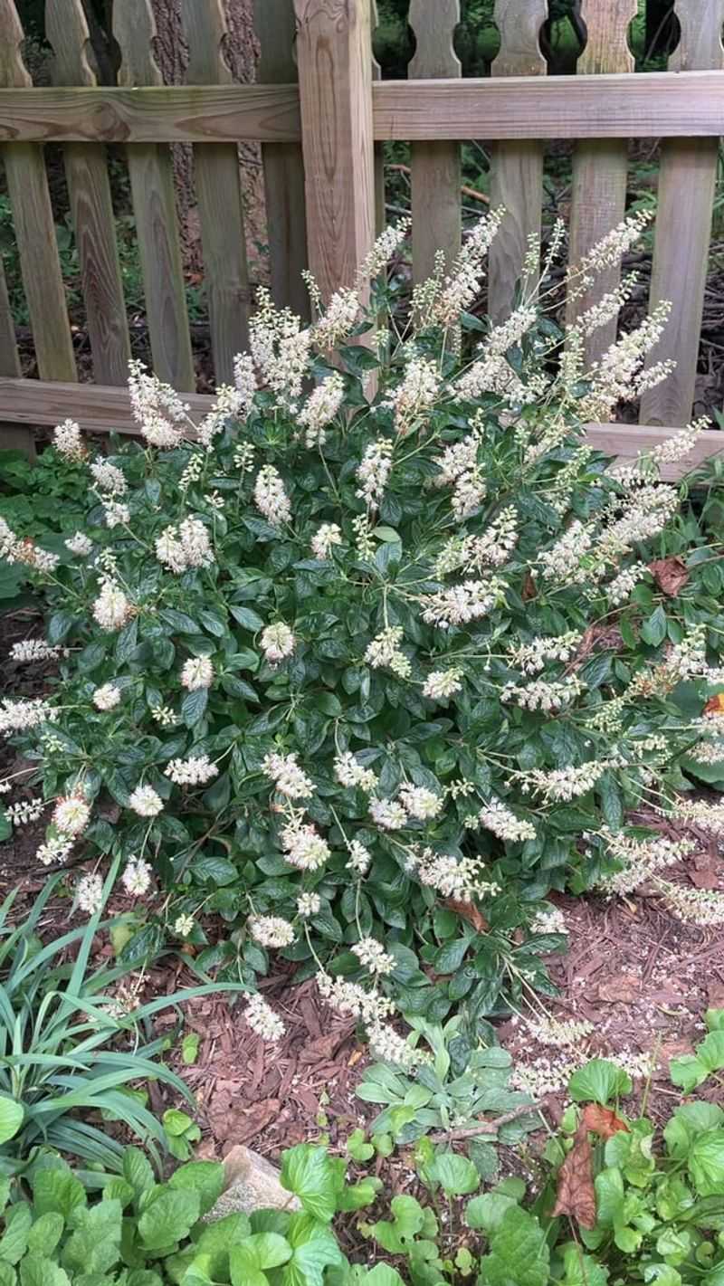 Summersweet For Dense Growth In Damp Spots Summersweet For Dense Growth In Damp Spots