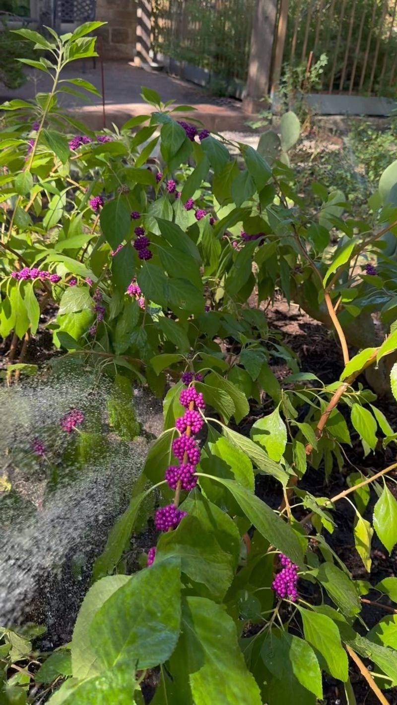 Sun Exposure And Overwatering Missteps Sun Exposure And Overwatering Missteps